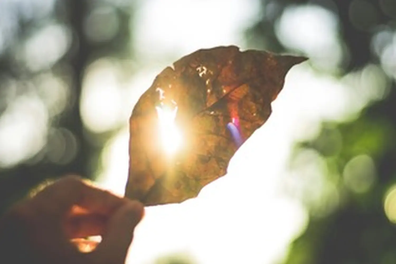 Ein trockenes Blatt im Sonnenlicht von Originally me